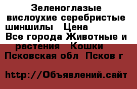 Зеленоглазые вислоухие серебристые шиншилы › Цена ­ 20 000 - Все города Животные и растения » Кошки   . Псковская обл.,Псков г.